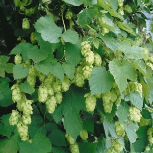 Foto von Humulus Lupulus Opal Hopfen, einer grünen Kletterpflanze mit Dolden.