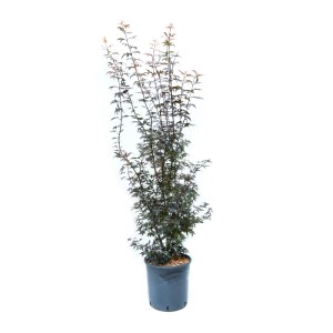 GROW by OBI Ahorn Acer palmatum Trompenburg im Topf, ca. 100cm hoch.