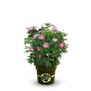 OBI Strauchrose Rosy Boom® Wildlife Rosa im Topf, ca. 20-30 cm hoch. Beetrose mit pinkfarbenen Blüten.