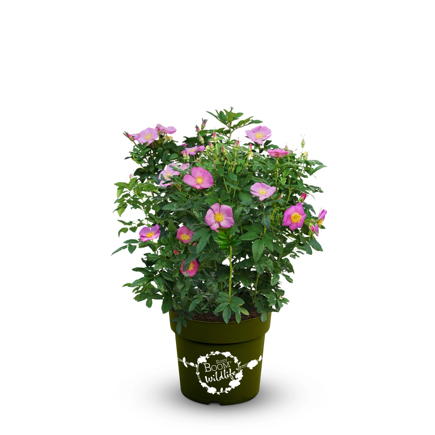 OBI Strauchrose Rosy Boom ® Wildlife Rosa Höhe ca. 20 - 30 cm Topf ca. 6 l günstig online kaufen