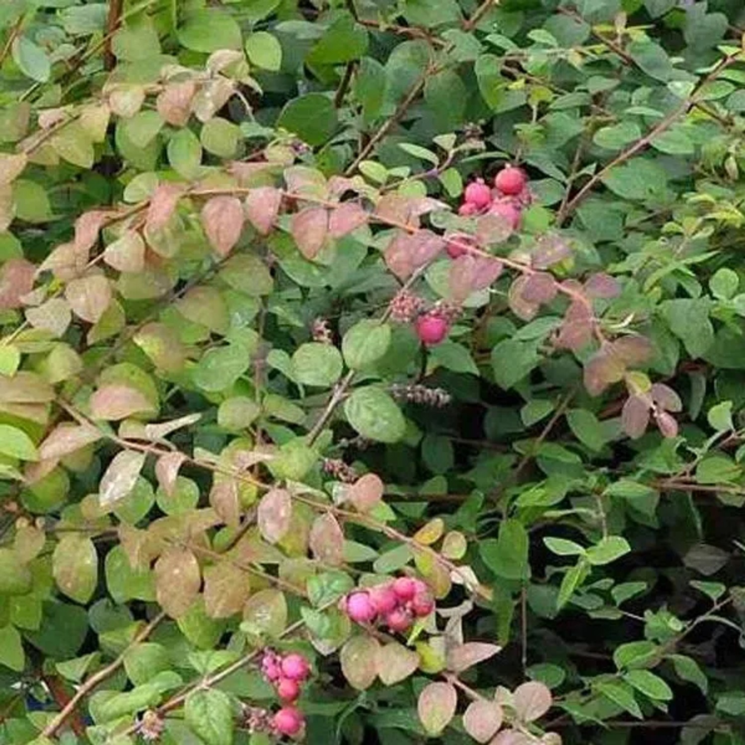 Purpurbeere Symphoricarpos chenaultii 50 bis 60 cm im Container Fruchttragend