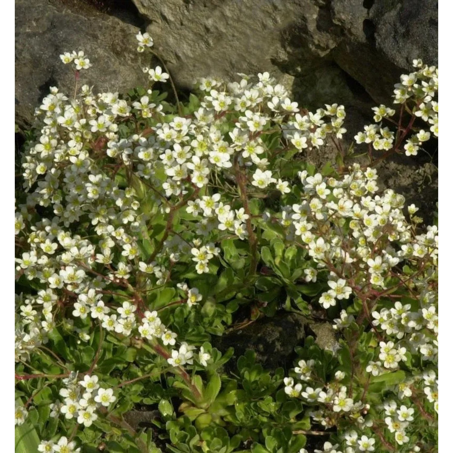 Immergrüner Steinbrech Portae - Saxifraga paniculata
