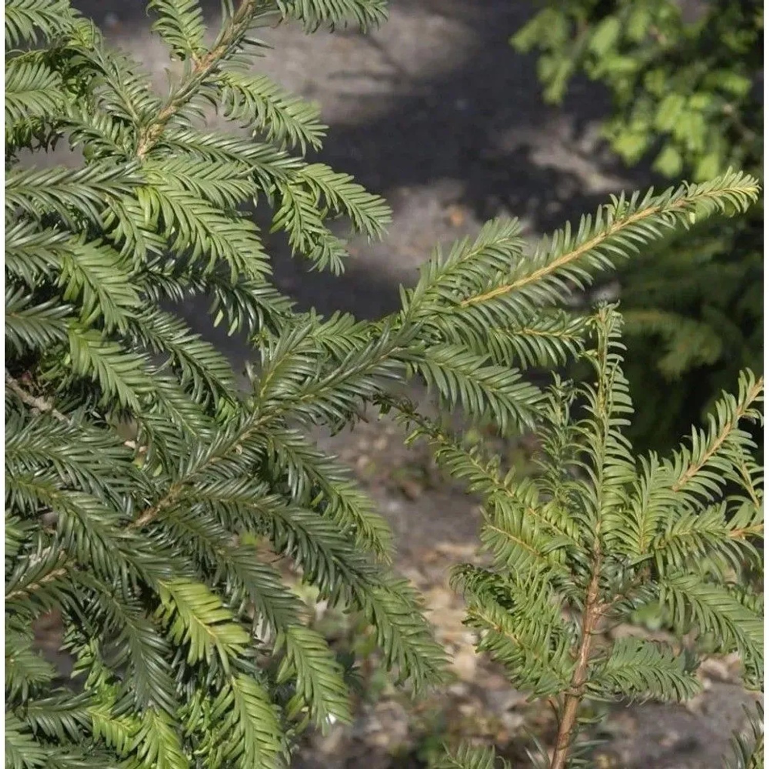 Kugelschnitt Heimische Eibe Typ Tschechien 20-25cm - Taxus baccata