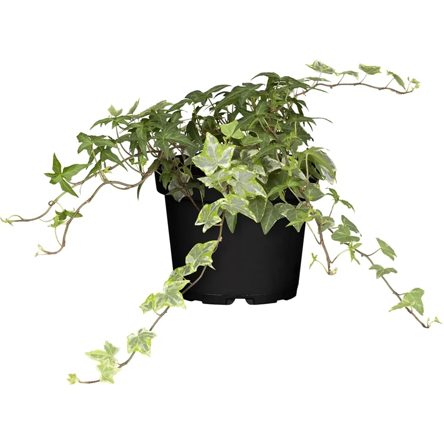 fagus sylvatica hecke pflanzabstand Blutbuche (Fagus sylvatica purpurea 'Sämling') main image 0