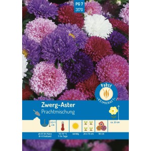 Farbenfrohe Zwerg-Aster Prachtmischung Samen für Beet und Balkon.
