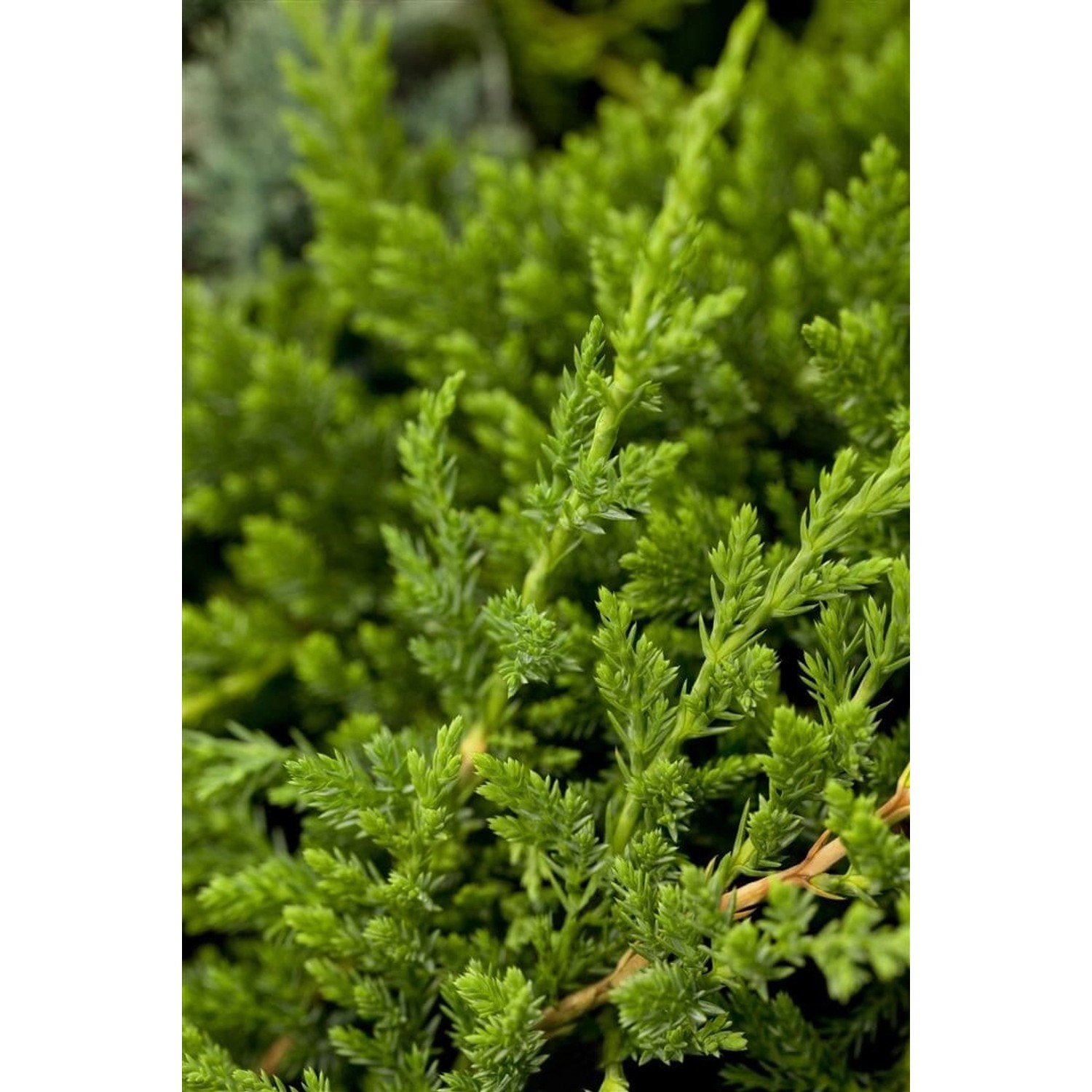 Juniperus Horizontalis Prince Of Wales Kriech-Wacholder 20–30 cm günstig online kaufen