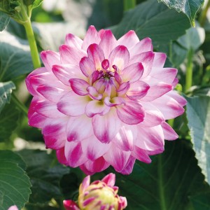 Nahaufnahme einer GROW by OBI Dahlie Saint Martin mit lila-roten und weißen Blütenblättern.