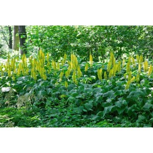Schmalblättriges Kreuzkraut (Ligularia stenocephala) mit gelben Blüten im Garten.