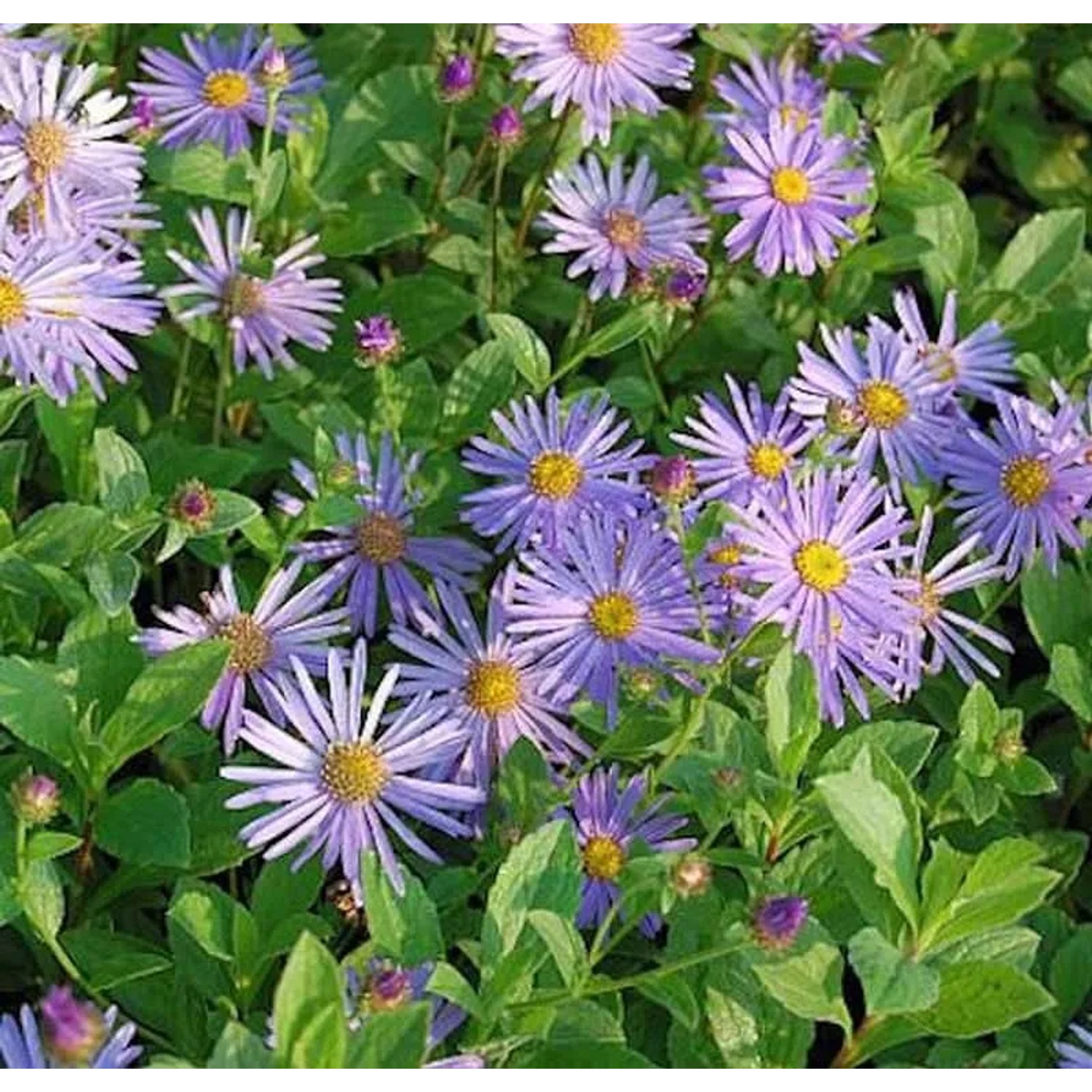 Berg Aster Wunder von Stäfa - Aster frikartii
