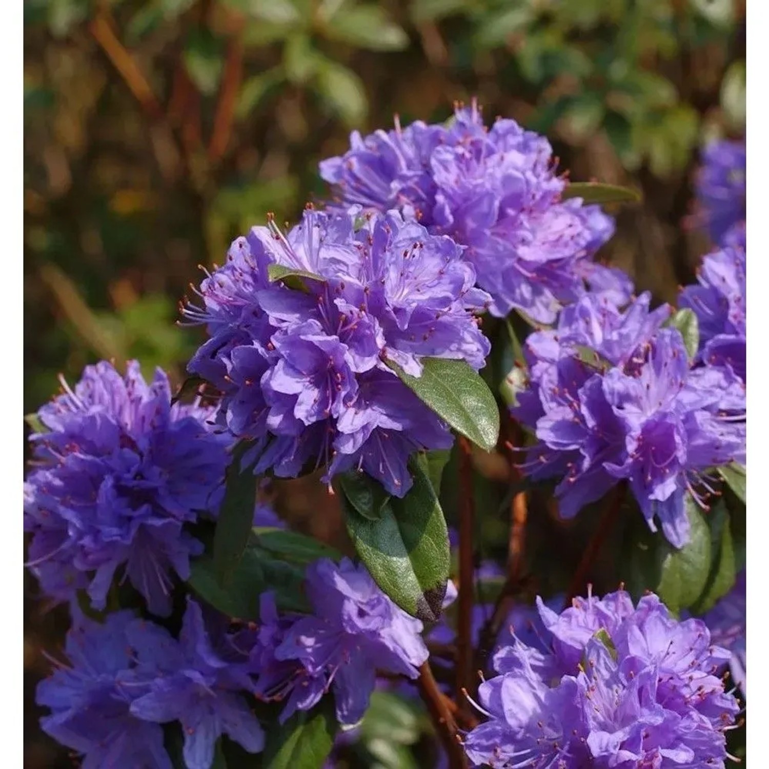 Wild - Rhododendron Aquamarin 25-30cm - Rhododendron augustinii