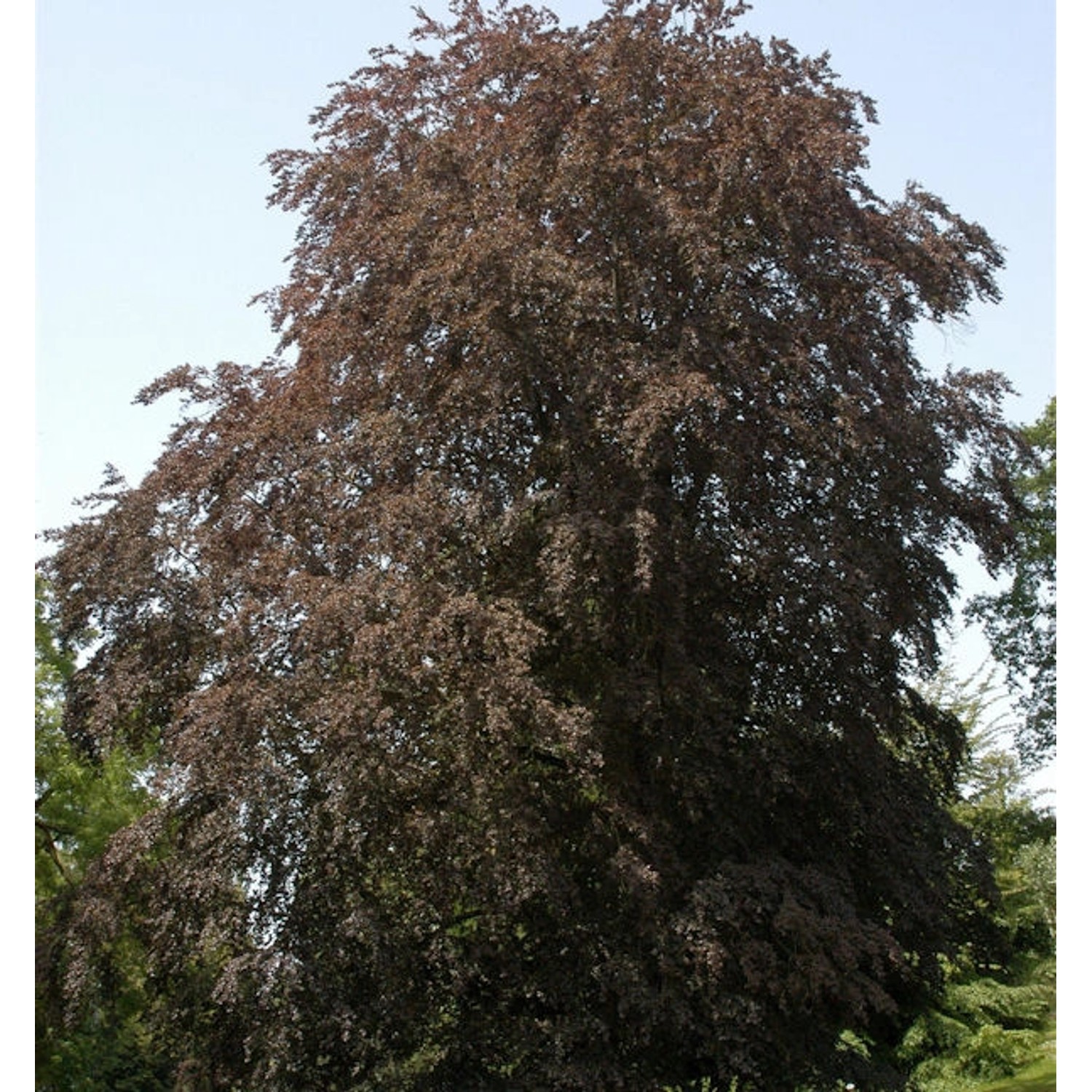 Blutbuche 80-100cm - Fagus sylvatica günstig online kaufen