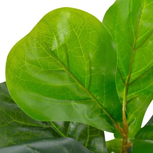 ghost florida Philodendron florida ghost XL