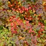 Detailaufnahme einer Prachtspiere (Spiraea vanhouttii) mit bunten Blättern in Rot, Gelb und Grün.