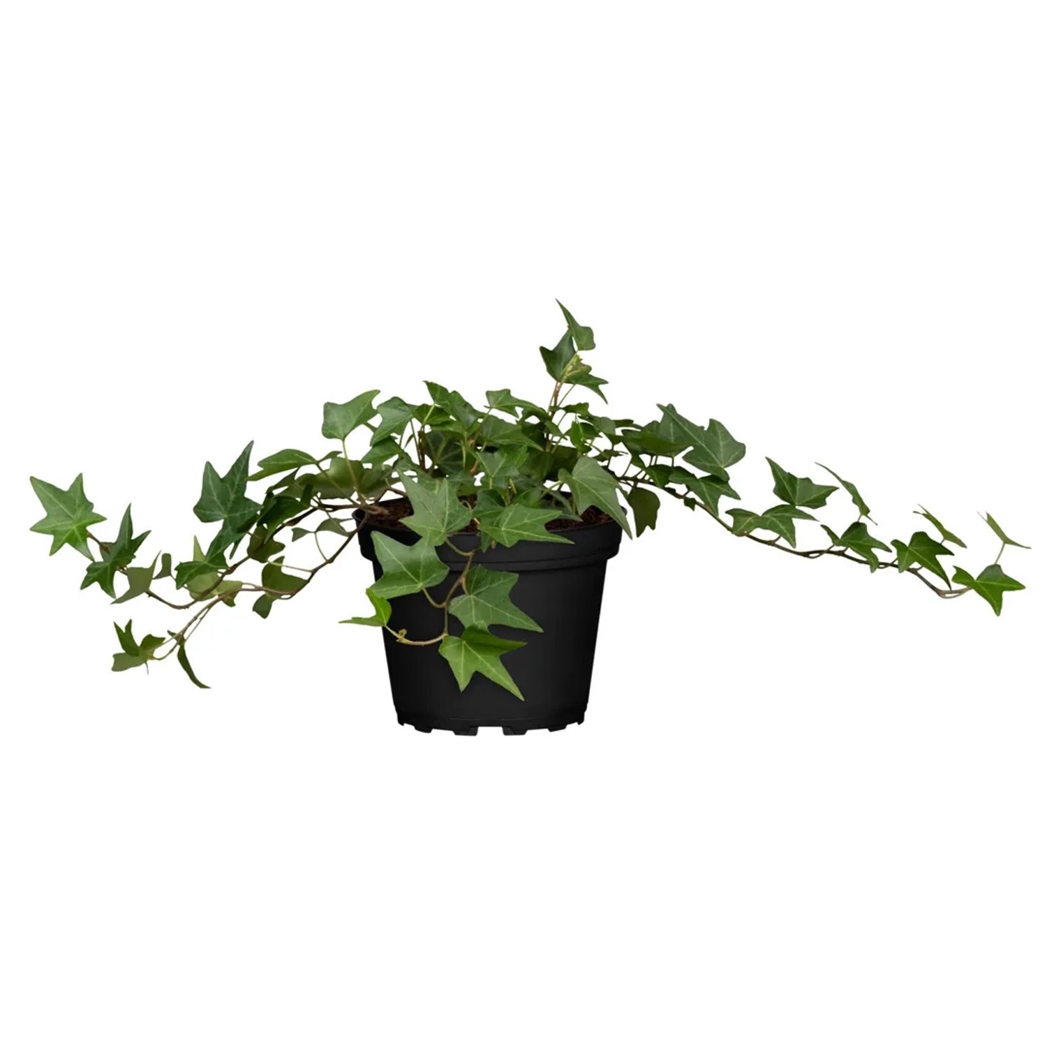 Hedera helix Efeu 1 l kaufen bei OBI