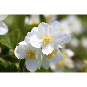 Nahaufnahme des weißen Duftjasmin (Philadelphus Coronarius) mit gelben Staubgefäßen.