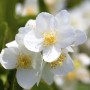 Nahaufnahme des weißen Duftjasmin (Philadelphus Coronarius) mit gelben Staubgefäßen.