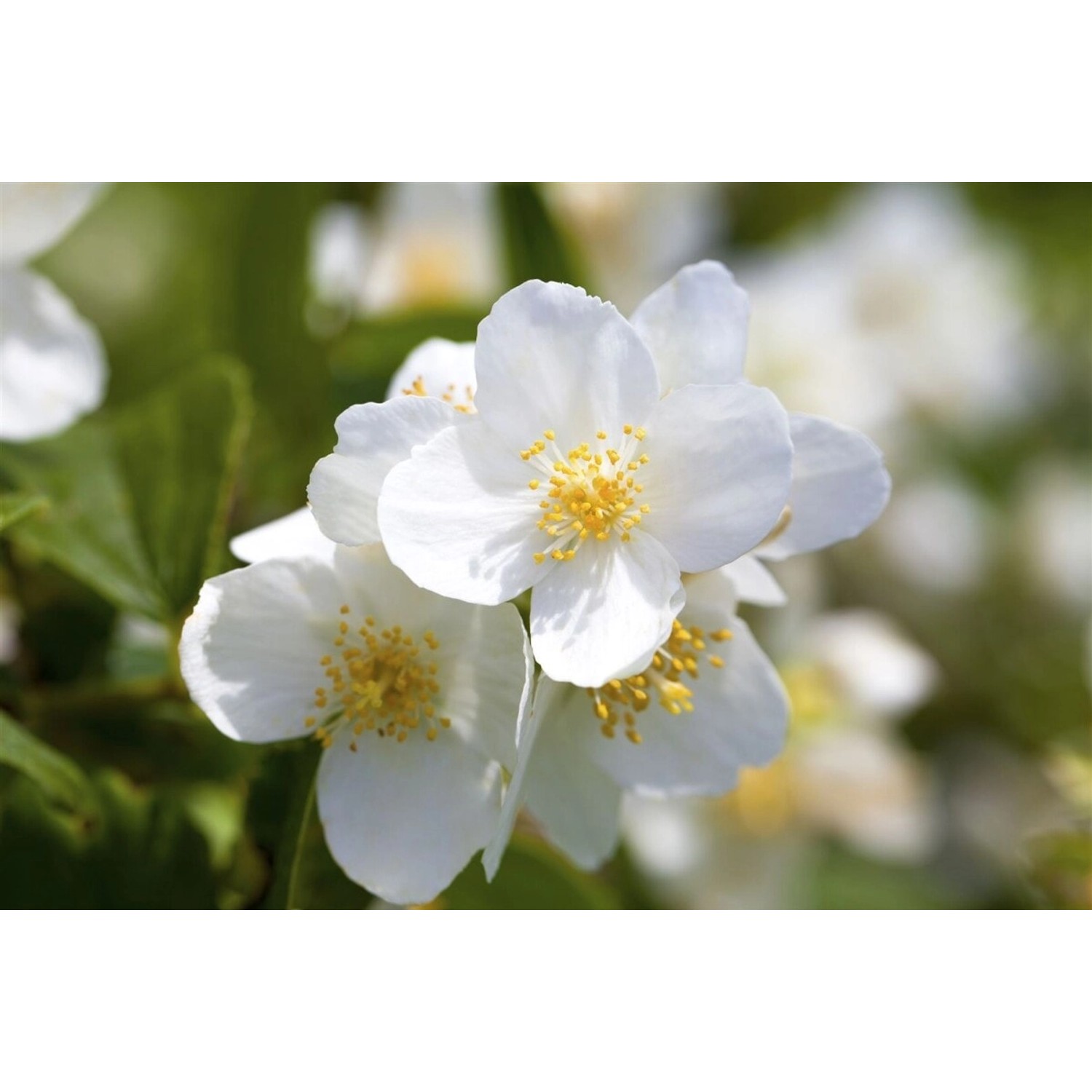 Philadelphus Coronarius Duftjasmin Weiß 40–60 cm günstig online kaufen