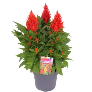Rote Federbusch-Celosie im Topf, ca. 40-45 cm hoch. Dekorative Stehpflanze für Garten und Balkon.