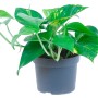 GROW by OBI Efeutute Aureum im Topf, grüne Zimmerpflanze mit gelben Akzenten.