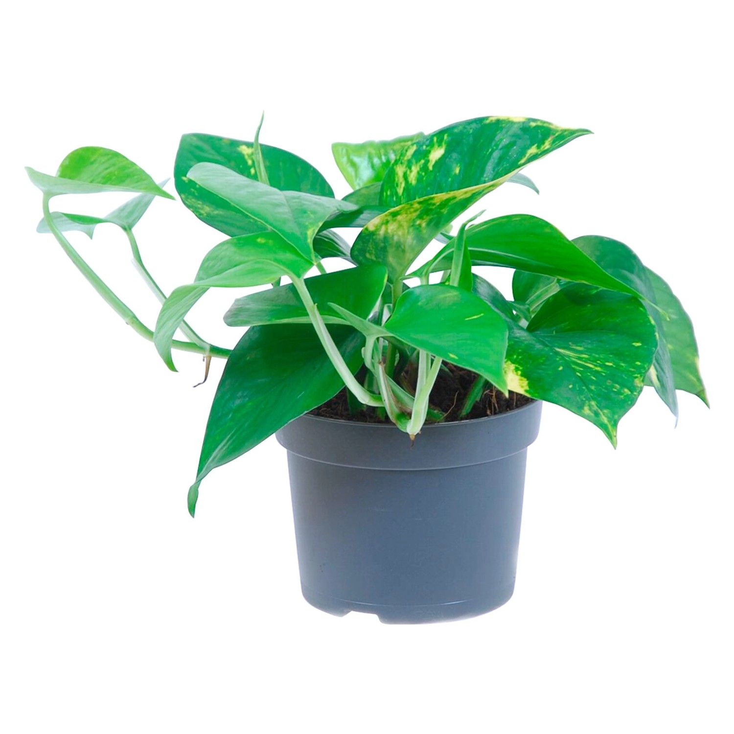 Efeutute Aureum Topf-Ø ca. 12 cm Epipremnum aureum günstig online kaufen