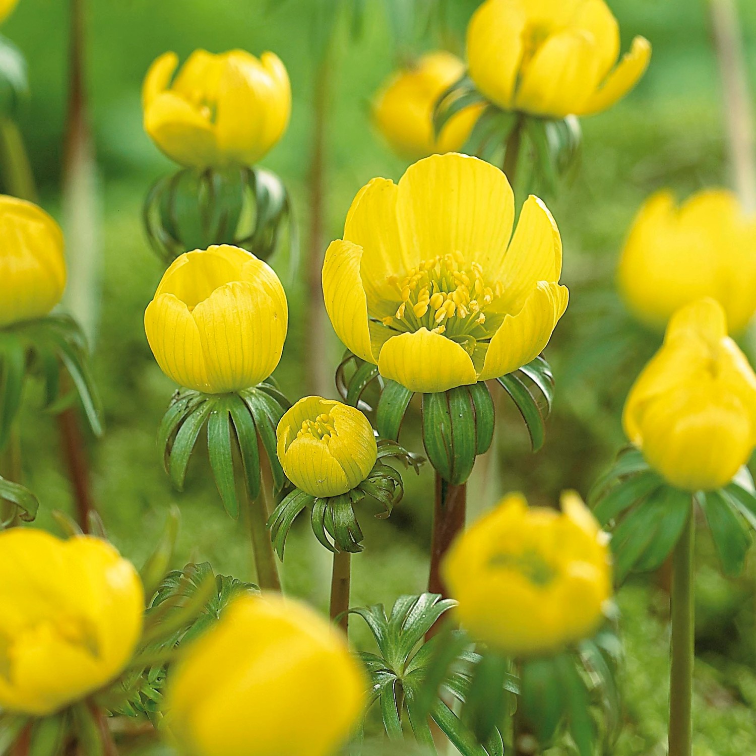 GROW by OBI Winterling Gelb 10 cm Eranthis cilicica kaufen bei OBI