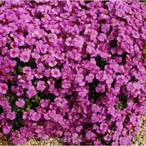 Blaukissen Cascade Purpur Stauden: Dichte, purpurfarbene Blüten mit gelber Mitte. Ideal für Steingärten.