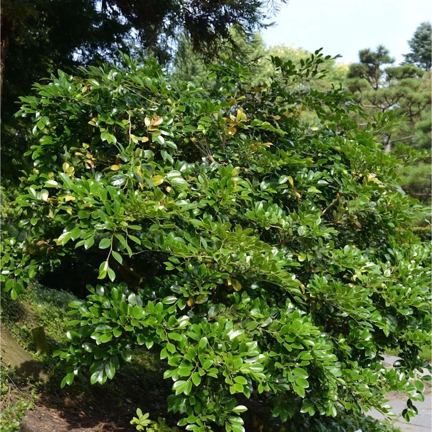 Traubiger Zweigriffel Vintage Jade 40-60cm - Distylium