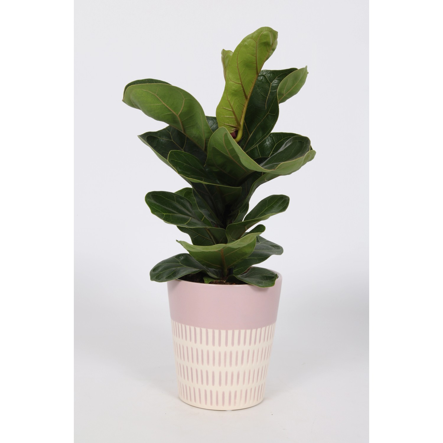 Grünpflanze im bei kaufen 12 ca. Keramik-Gefäß OBI cm sortiert Topf-Ø