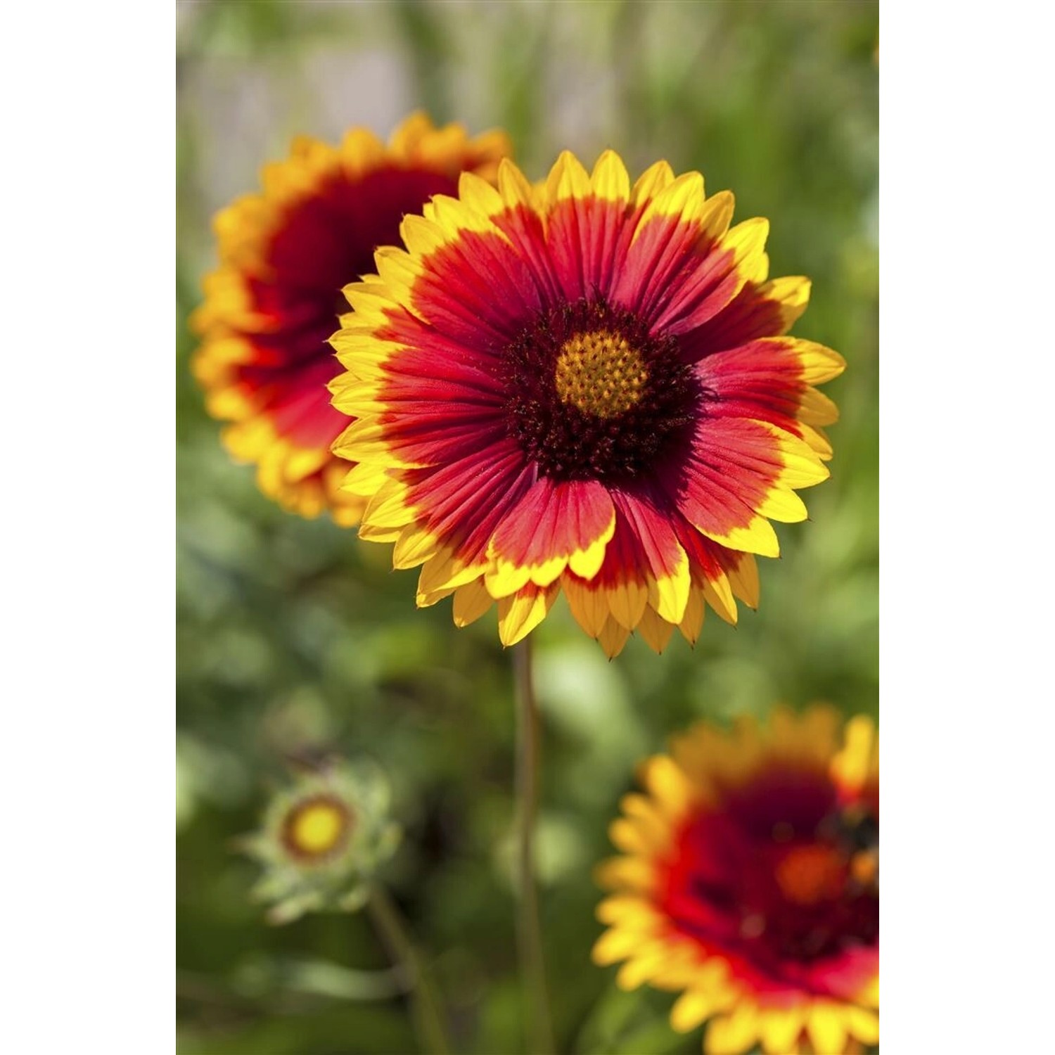 Gaillardia X Grandiflora Arizona Sun Kokardenblume Ca. 9x9 cm Topf günstig online kaufen