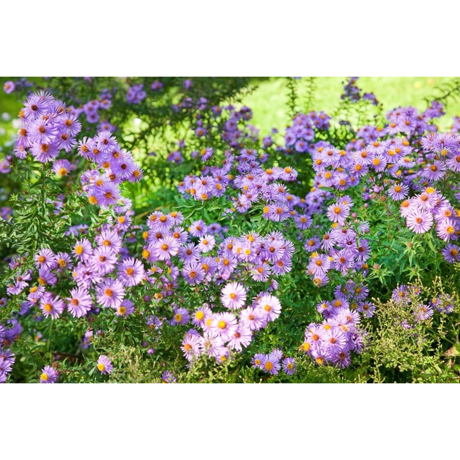 Aster Novi-belgii Glattblatt-aster Rosenquarz Ca. 9x9 cm Topf günstig online kaufen