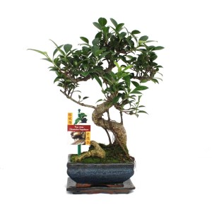 Exotenherz Bonsai Chinesischer Feigenbaum (Ficus Retusa), ca. 6 Jahre alt, in dunkler Schale.