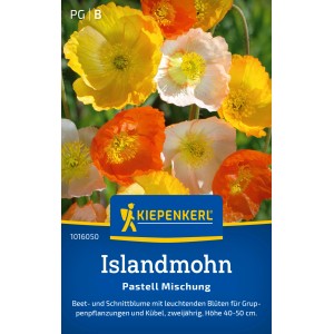 Kiepenkerl Islandmohn Pastell-Mischung mit gelben, orangen und weißen Blüten.