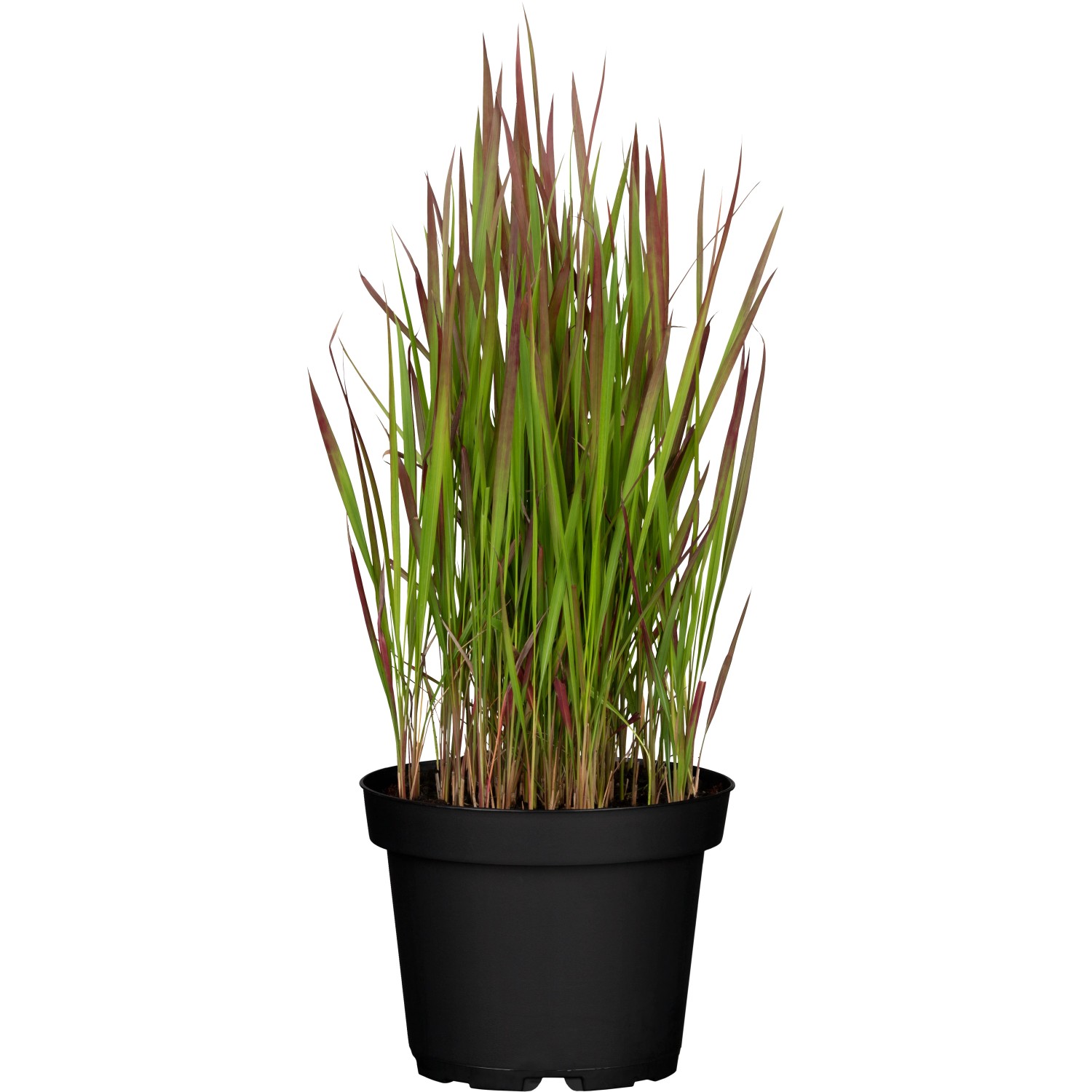 Silberhaargras Imperata Red Baron Spät T19