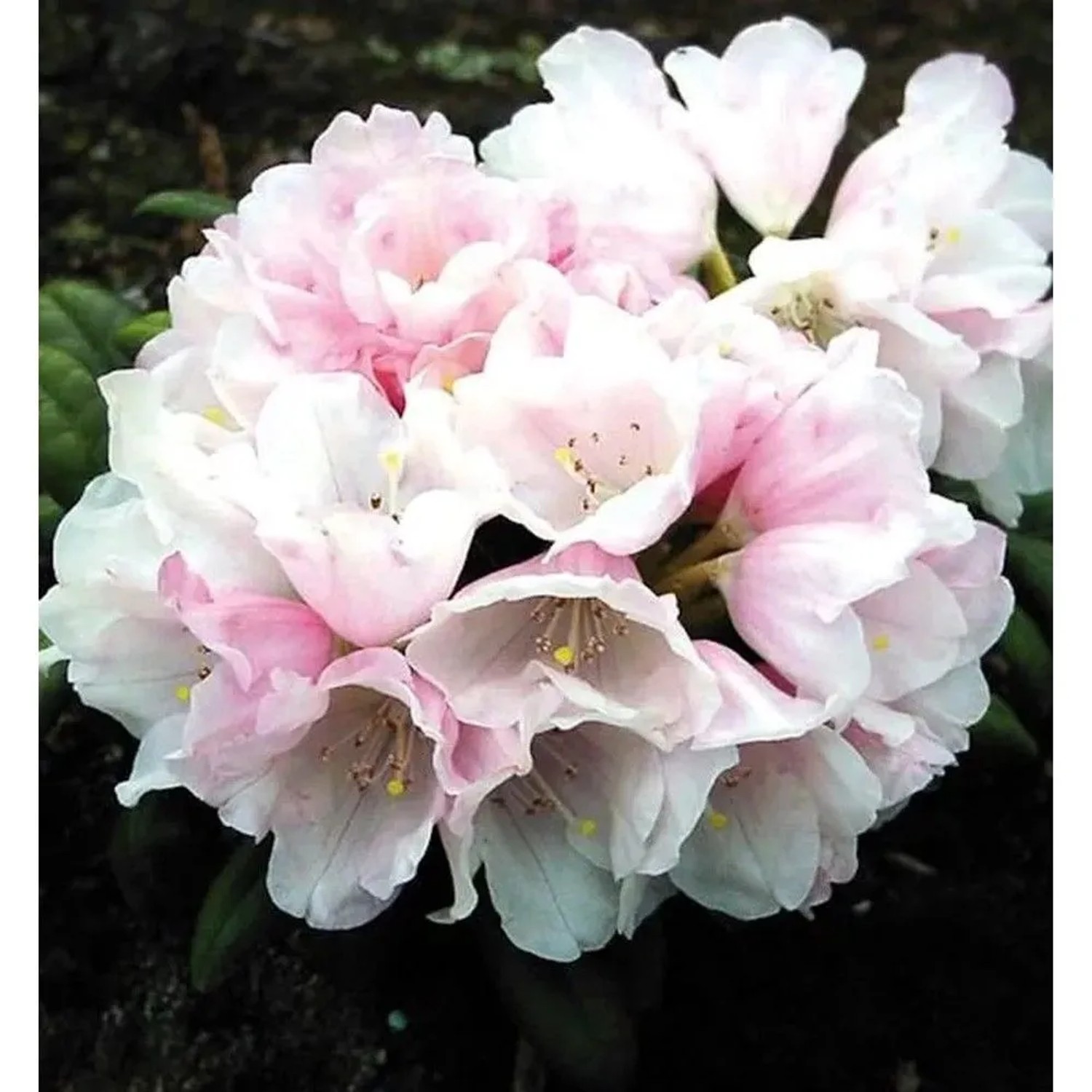 Rhododendron Edelweiß 30-40cm - Alpenrose