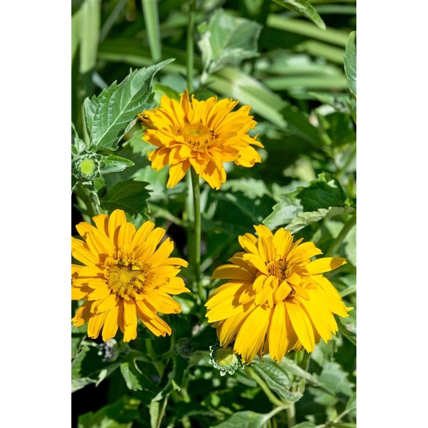 Heliopsis Scabra Sonnenauge Gen Ca 11x11 cm Topf günstig online kaufen