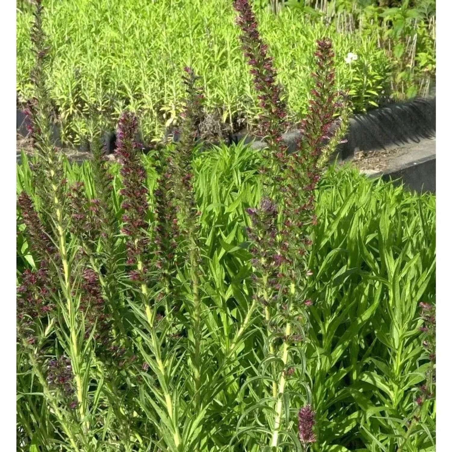 Russischer Natternkopf - Echium russicum