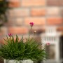 GROW by OBI Strand-Grasnelke Rot im Topf, ca. 9 cm. Blühende Armeria maritima für den Steingarten.