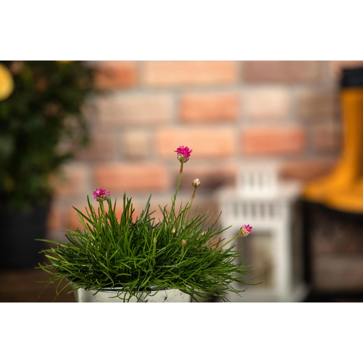 GROW by OBI Strand-Grasnelke Rot im Topf, ca. 9 cm. Blühende Armeria maritima für den Steingarten.