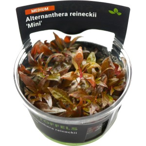 Stoffels Aquariumpflanze Alternanthera reineckii Mini im Topf, rote Blätter.