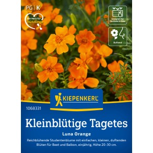 Kiepenkerl Saatgut Kleinblütige Tagetes Luna Orange