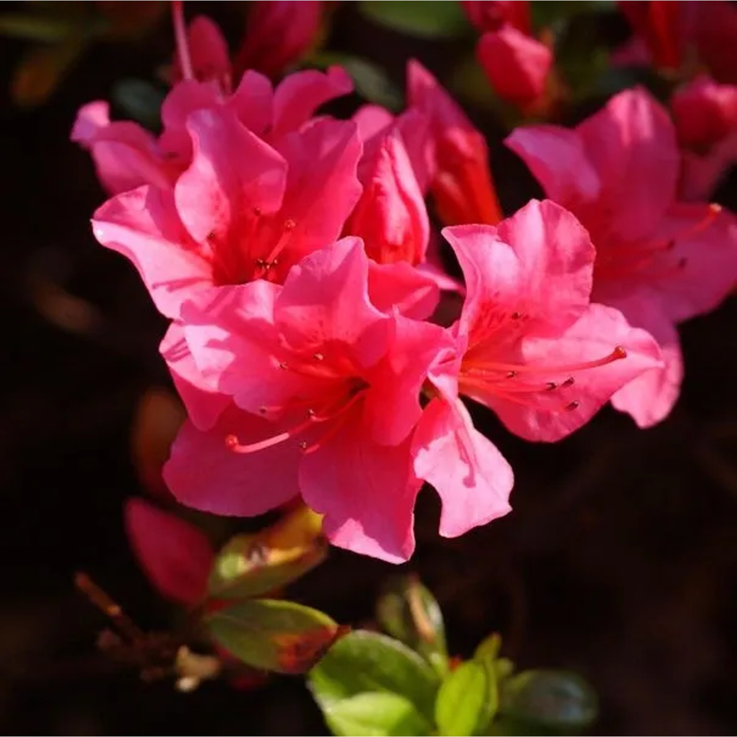 Japanische Azalee Geisha Red 20-25cm - Rhododendron obtusum
