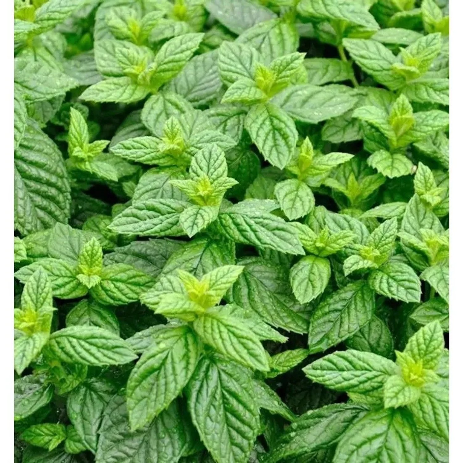 Grüne Minze - Mentha spicata