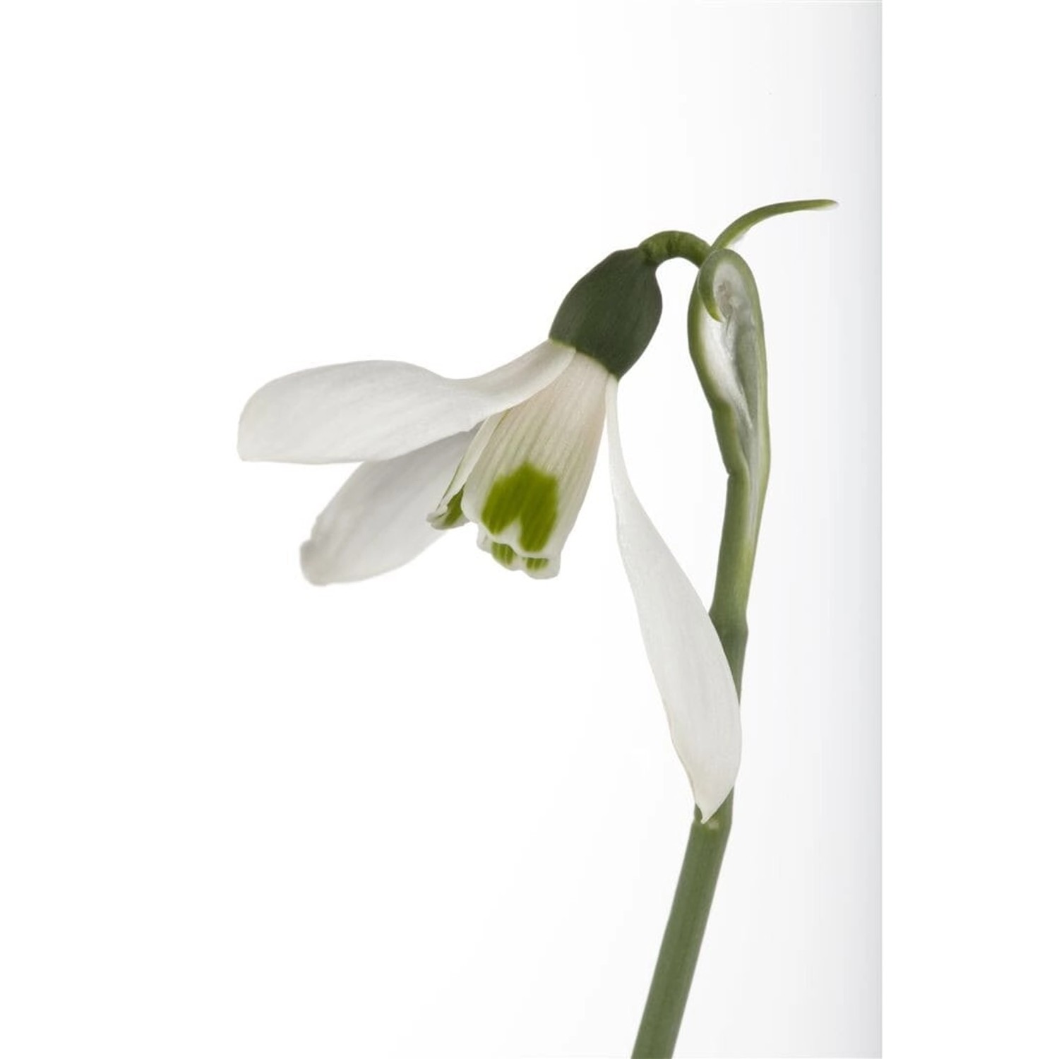 Galanthus Nivalis Schneeglöckchen Ca. 9x9 cm Topf günstig online kaufen