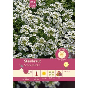 Pabst Steinkraut Schneedecke Saatgut, weiße Blüten.