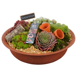 Hauswurz-Arrangement in brauner Zinkschale (Ø 30cm) mit verschiedenen Sempervivum-Arten.