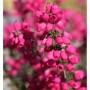 10x Grauheide Rote Rosita - Erica cinerea