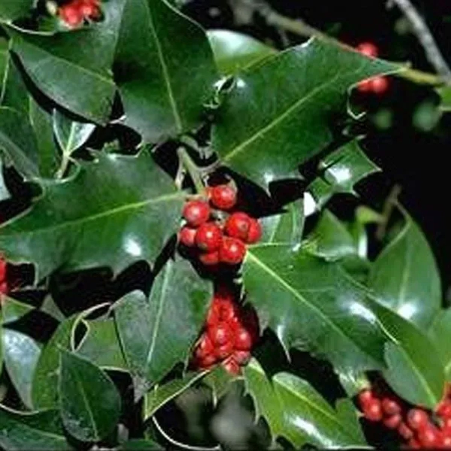 arborix Stechpalme Ilex Aquifolium 40 Bis 60 Cm Im Container Immergrün
