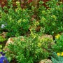 Kompakter Ilex crenata 'Maxima' als Kugel, 45 cm Durchmesser, im Gartenbeet.