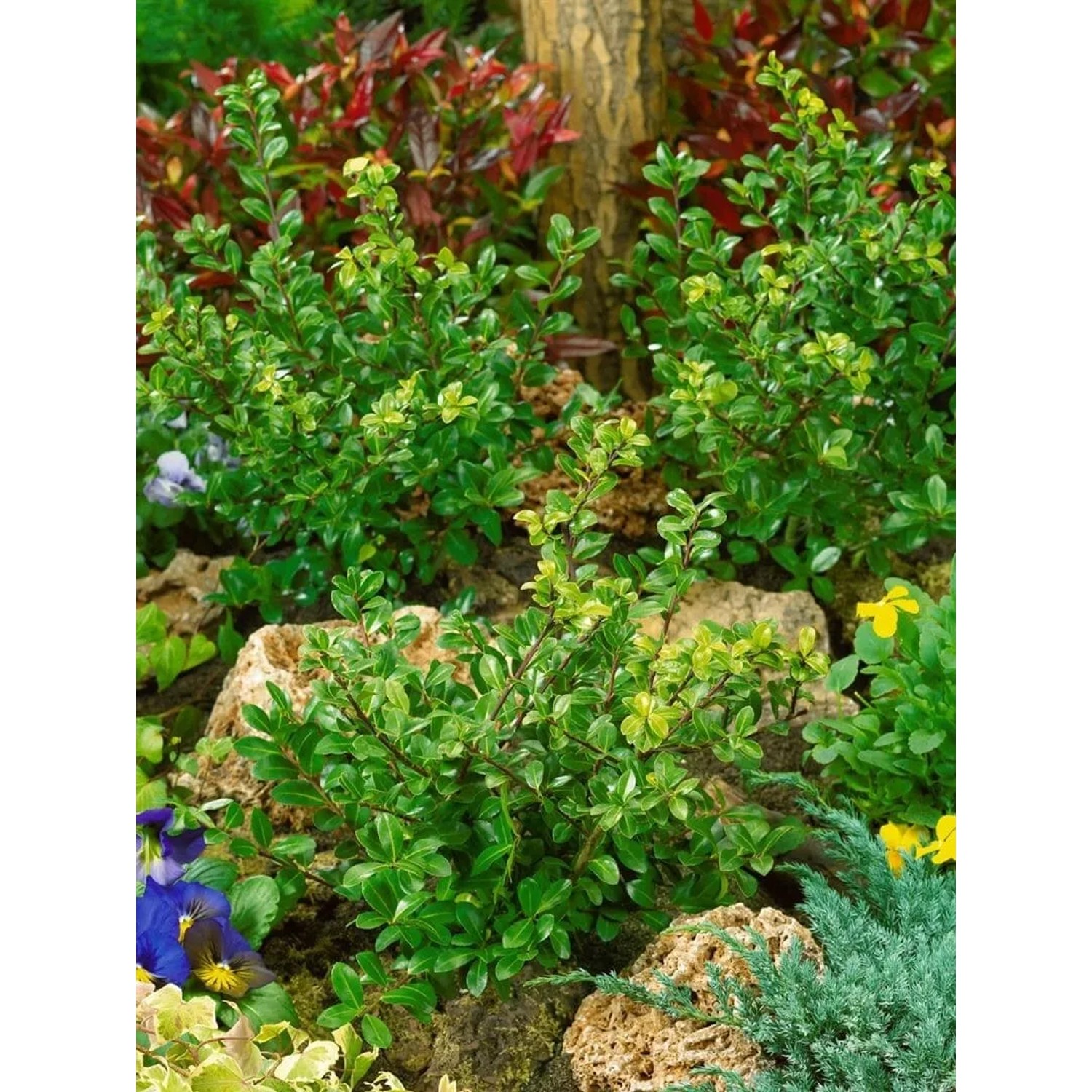 Kompakter Ilex crenata 'Maxima' als Kugel, 45 cm Durchmesser, im Gartenbeet.