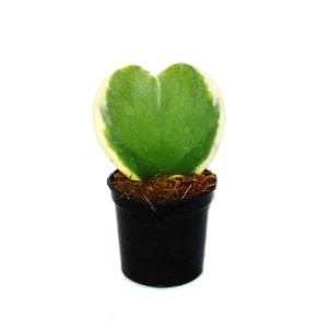 Zweifarbige Hoya Kerii Herzblatt-Pflanze im 6cm Topf. Sukkulente mit grün-weißem Blatt.
